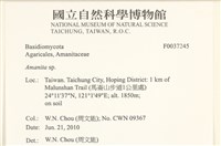 鵝膏屬藏品圖，第2張