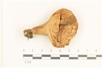 登錄號:F0037250藏品圖，第1張