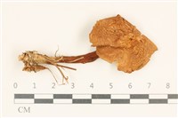 登錄號:F0037251藏品圖，第1張