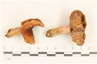 紅菇屬藏品圖，第1張