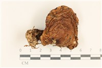登錄號:F0037255藏品圖，第1張