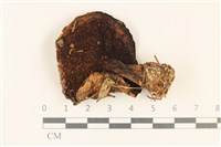 登錄號:F0037255藏品圖，第3張