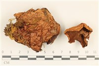 登錄號:F0037259藏品圖，第1張
