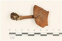 登錄號:F0037260藏品圖，第1張