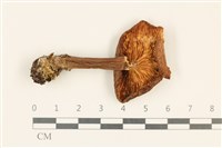 登錄號:F0037260藏品圖，第3張