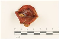 登錄號:F0037261藏品圖，第1張
