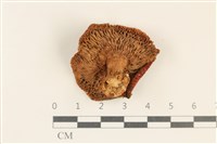 登錄號:F0037261藏品圖，第3張