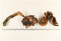 登錄號:F0037263藏品圖，第1張