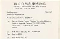 登錄號:F0037267藏品圖，第2張