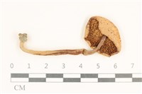 登錄號:F0037270藏品圖，第3張