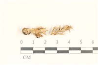 登錄號:F0037274藏品圖，第1張