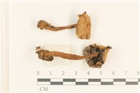 登錄號:F0037275藏品圖，第1張