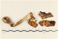 登錄號:F0037280藏品圖，第1張