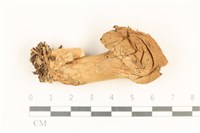 登錄號:F0037284藏品圖，第1張