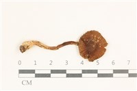 登錄號:F0037287藏品圖，第1張