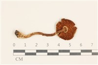 登錄號:F0037287藏品圖，第3張