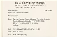 小皮傘屬藏品圖，第2張