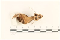 登錄號:F0037291藏品圖，第4張