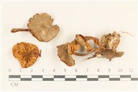 登錄號:F0037292藏品圖，第1張
