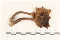 登錄號:F0037294藏品圖，第1張