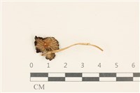登錄號:F0037296藏品圖，第1張