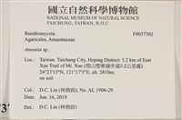 鵝膏屬藏品圖，第2張