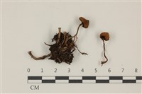 登錄號:F0037303藏品圖，第1張