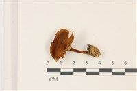 登錄號:F0037304藏品圖，第1張