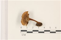 登錄號:F0037304藏品圖，第3張