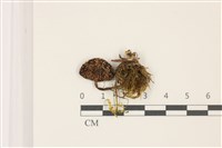 登錄號:F0037305藏品圖，第1張
