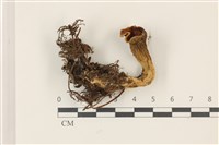 登錄號:F0037306藏品圖，第1張