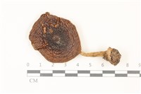 登錄號:F0037307藏品圖，第1張