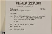 集毛菌屬藏品圖，第2張