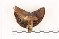 登錄號:F0037309藏品圖，第1張