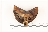 登錄號:F0037309藏品圖，第3張