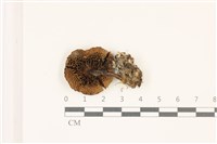 登錄號:F0037311藏品圖，第3張