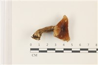 登錄號:F0037312藏品圖，第1張