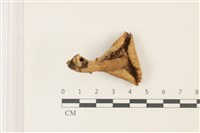 登錄號:F0037312藏品圖，第3張
