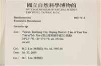 乳菇屬藏品圖，第2張