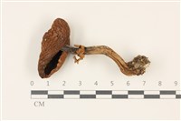 登錄號:F0037316藏品圖，第1張
