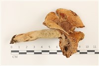 登錄號:F0037318藏品圖，第1張