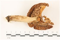 登錄號:F0037318藏品圖，第3張