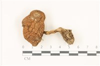 登錄號:F0037319藏品圖，第1張