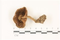 登錄號:F0037319藏品圖，第3張