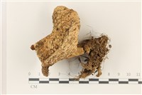 登錄號:F0037320藏品圖，第1張