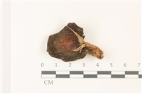 登錄號:F0037324藏品圖，第1張