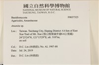 鵝膏屬藏品圖，第2張