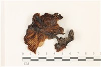鵝膏屬藏品圖，第3張
