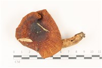 登錄號:F0037327藏品圖，第1張