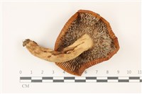登錄號:F0037327藏品圖，第3張